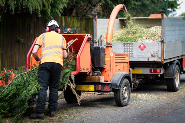 Best Tree Trimming and Pruning  in Salisbury, NC